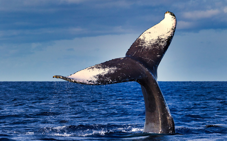 Humpback Whale fluke in Lahaina